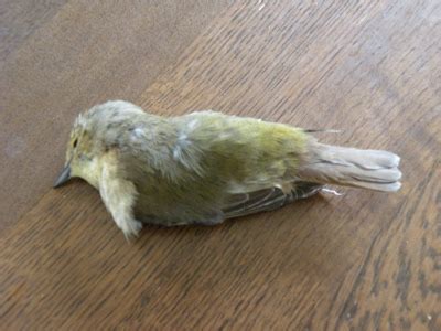 小鳥死掉